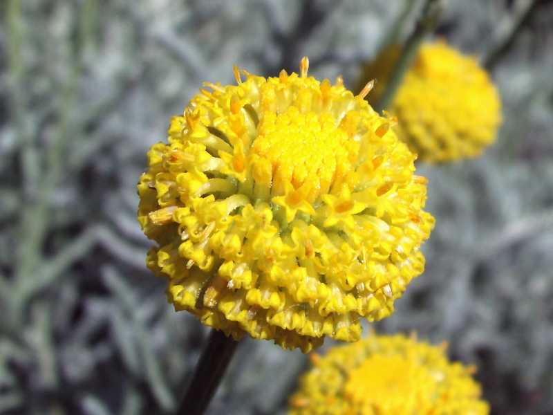 Santolina insularis ?